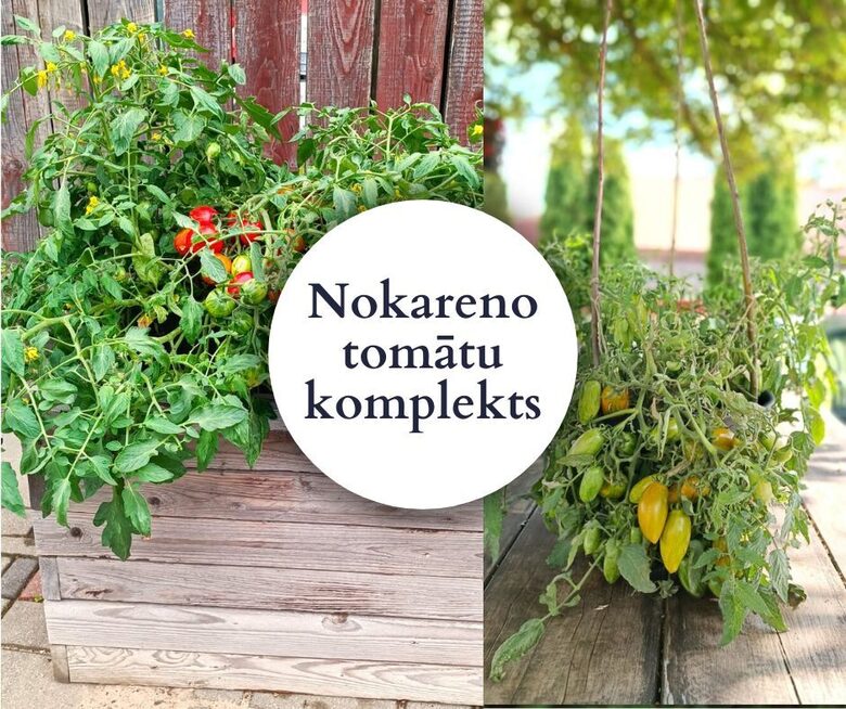 Nokareno tomātu kaste - 4 gab AR IEKĻAUTU SŪTĪŠANU MAIJĀ 